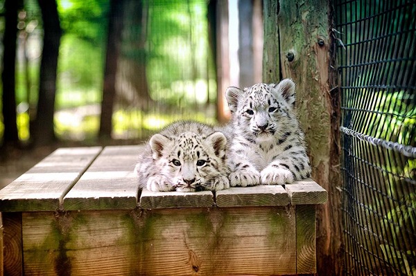 cute-snow-leopards