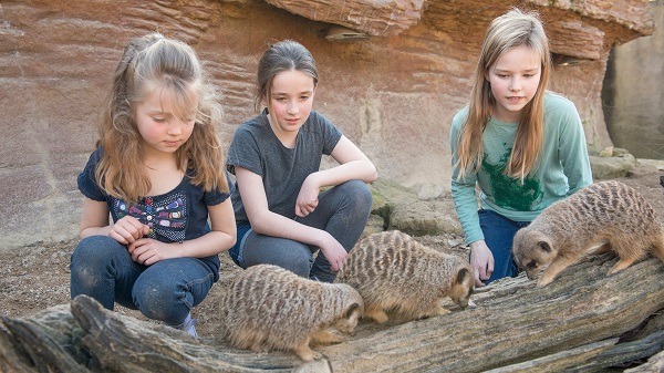 Zoo | 6 Reasons to Take Children to the Zoo